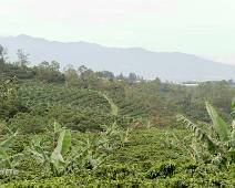 S00_2042 Na het regenwoud komen de koffieplantages. Langs de weg staan nog enkele verdwaalde bananenbomen.