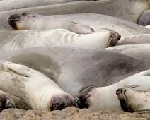 S00_7937 Massatoerisme - jonge zeeolifanten rusten samen uit