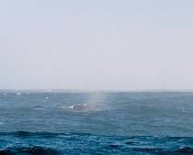 S00_7588 Jipie. De eerste walvis. De schipper houdt woord.