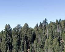 F01_6261 Redwood Mountain Grove. Van ver lijken dit geen grote bomen. Maar dit is toch een van de overblijvende bosjes met echt hoge sequoia's