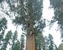 F01_6359 En dit is dan de grootste boom ter wereld. Net iets groter dan de General Sherman, zo'n vijftig kilometer naar het noorden.