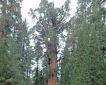 F01_6362 Om een grote boom te kunnen fotograferen moet je veraf gaan staan. Maar dan is hij niet groots meer. Zucht.