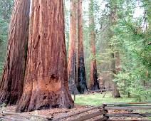 S00_8339 Net ontsnapt uit de overvolle parking en je wordt verwelkomd door de eerste reuzen. Vergeleken met de bossen in Sequoia lijken andere bomen hier wel een kans te...