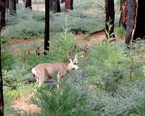 S00_8372 In Sequoia waren er geen dieren in velden of wegen te bespeuren. In Yosemite zijn ze dus nog wel van de partij.