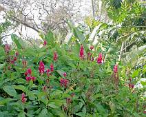 S01_1944 National Tropical Botanical Garden - Alweer rode troskesbloemen en Sandra lust die niet