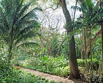 S01_1951 National Tropical Botanical Garden - gecultiveerd regenwoud