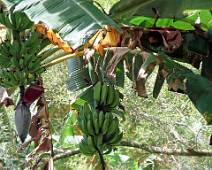 A01_0211 Eco Tour - Als je geen ananas lust, kan je ook nog een banaan eten, vers van de boom.