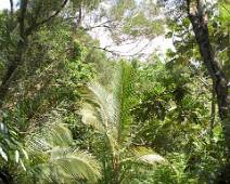 S01_1447 Eco Tour - een regenwoud kan je het hier nog noemen maar alles is wel kei-groen.