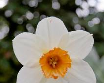 A00_9759 In Stanley Park bloeien de narcissen gelukkig al wel. Dus toch een beetje lente.