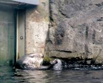 A00_9866 Vancouver Aquarium - zeeotter, een beetje paranoia