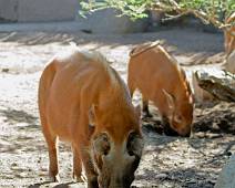 S01_3226 San Diego Safari - Afrikaanse vlakte - Wrattenzwijnen, lelijke zwijnen
