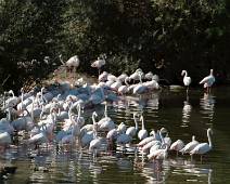 S01_3253 San Diego Safari - Afrikaanse bossen - En het hoeven niet altijd roze flamingo's te zijn