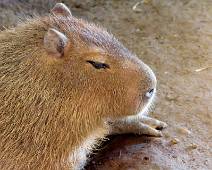 A01_3884 Als een Guinees biggetje je te klein lijkt, dan kan je nog altijd een capybara nemen als huisdier