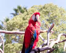 A01_3888 En als het wat stil is in huis of kleurloos, dan is een papegaai de ideale compagnon