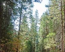 S01_3968 Merced Grove - over een hobbelend pad naar beneden; hier zijn nog geen sequoia's te bespeuren