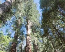 S01_3972 Merced Grove - Eindelijk tussen de reuzen. Omdat er hier maar een tiental sequoia's staan, zijn ze gespaard door de houthakkers.