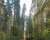 S01_3974 Merced Grove - Een bosje sequoia's