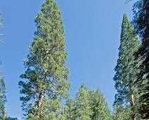 S01_3983 Tuolumne Grove - Wat een verschil met de rest van Yosemite. Rust en kalmte bij de Tuolumne Grove