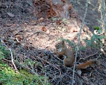 S01_5934 Johnston Canyon: en net als in de Amerikaanse parken, vind je bedelende eekhoorntjes