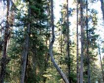 S01_5974 Johnston Canyon: dat komt er van als je als boom te dicht bij een pad voor elanden staat. Tenminste dat is wat op een bordje staat. Indianenverhaal?