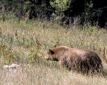 F01_7713 Al 15 jaar slaat de Park Service rond de oren met goede raad rond beren. En met uitzondering van de familie in 2009, hebben we al die tijd geen beren gezien....