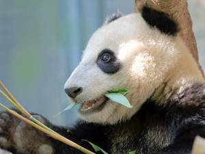 San Diego Zoo De zoo in San Diego is een van de leidingevende dierentuinen. Het heeft als een van de eerste pandas binnengehaald en de...