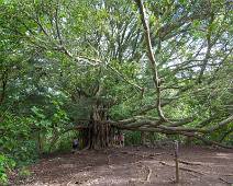 S02_2709 Pīpīwai Trail - even uitrusten onder de Banyan boom, op de terugweg zullen we hier moeten schuilen