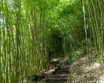 S02_2720 Pīpīwai Trail - door het bamboebos