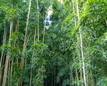 S02_2728 Pīpīwai Trail - door het bamboebos