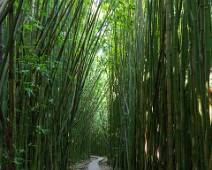 S02_2733 Pīpīwai Trail - door het bamboebos