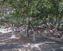 D00_1658 Lahaina - Banyan Tree Park met de 174 jaar oude Ficus Benghalis ofte Banyan.