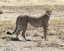 A01_3631 Serengeti East - trotse jager