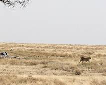 T00_5283 Serengeti East