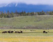 T00_0987 De groepen bisons in Yellowstone worden steeds groter. Ook op Elk Ranch Flats mogen ze nu grazen.