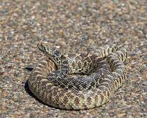 T00_2659 Oei. 15 jaar Amerika bezoeken en dit wordt onze eerste slang. Ligt gewoon op het midden van de asfalt te zonnen.