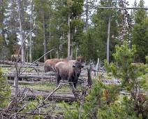 T00_1662 De bosjes zitten hier dus gewoon vol met bisons. Oops.