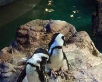 PC090117 Boston Aquarium - verloren pinguins