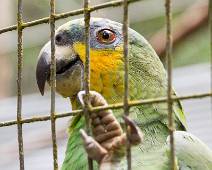 B01_1169 AmaZoonico - Let op voor de klauwen. ook deze vogel is een beetje (geestes)ziek.