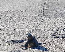 ADSA5688 Punta Espinoza. Gelukkig zijn er geen roofdieren in de buurt. Wat met zo een spoor zou elke rover wel een prooi vinden.