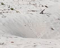 C00_8813 Punta Cormorant. Sporen in het zand.