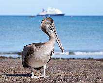 DSC01116 Punta Cormorant. Verstoorde pelikaan.