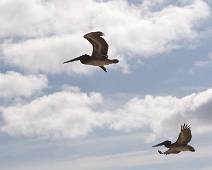 T01_4521 Punta Cormorant. Vlucht pelikanen.