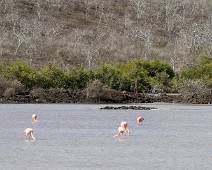 T01_4673 Punta Cormorant. Nogmaals de roze flamingos. Dit is bijna de volledige colonie.