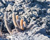 C00_8980 Punto Moreno. Deze cactusjes zijn de eerste plantjes die leven op verse lava. Zij krijgen de lava wel fijn.