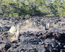 T01_4705 Punto Moreno. De afbraak vervolgt met grasjes die opschieten rond de cactusjes. De bomen op de achtergron staan trouwens op heel oude lava. De nieuwe lava is...