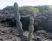 W00_2108 Punto Moreno. Als de kleintjes hun werk gedaan hebben, kan er al iets groter groeien. Door de droogte gedijen enkel cactussen goed.