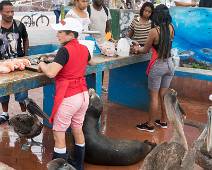 W00_2450 Porto Ayoro. De dagelijkse vismarkt. De pelikanen en zeehonden wachten beleefd af tot een stukje afval van de tafels valt. Zo krijg je geen stank van rottende...