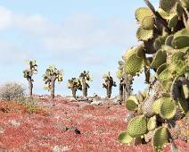 C01_0087 Plaza Sur. De Plaza eilanden waren gekend voor hun speciale cactusbomen, maar in een storm in de jaren vijftig maakte ze bijna allemaal kapot, De mens moest...
