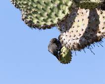 C01_0124 Plaza Sur. Soms moet je halsbrekende toeren uithalen om aan een sappig stukje cactus te geraken.