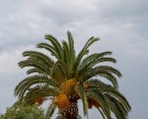 P1020759 Is het hier echt zo tropisch dat een palmboom overleeft?